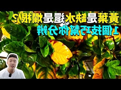 發財樹 葉子變黃
